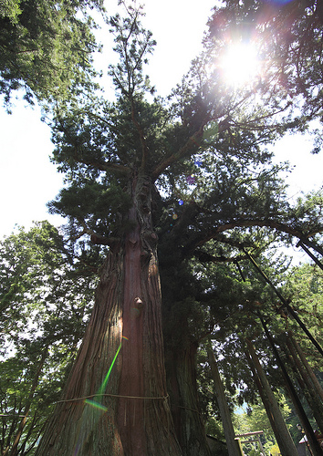 さて、今年も撒き散らしましょうか