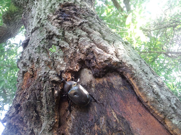 カマキリ VS カブトムシ