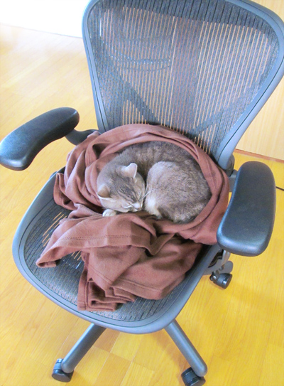 着る毛布、早速奪われてしまいました。