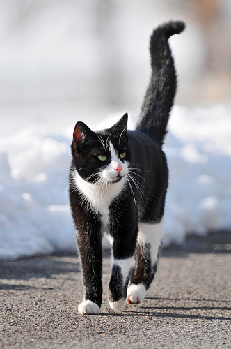 Photo by Tambako the Jaguar