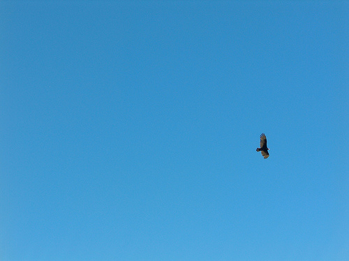 思い切り羽根を伸ばして