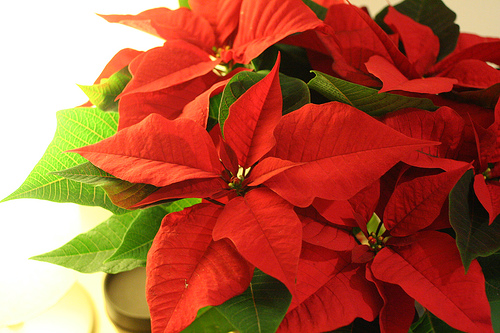 ポインセチア