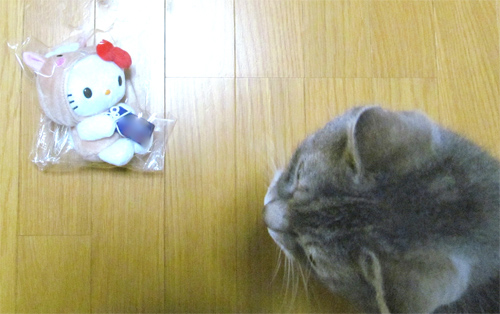 干支ぬいぐるみと向かい合う、我が家のネコ