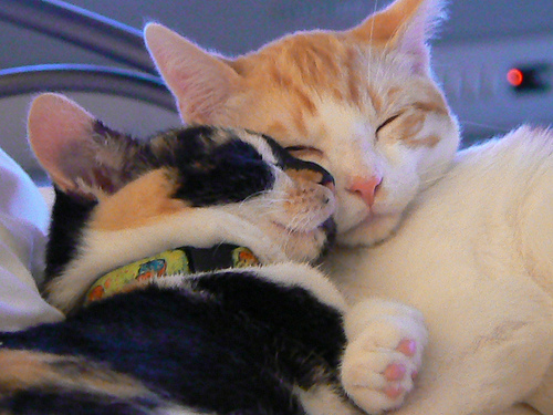 分かり合えるの