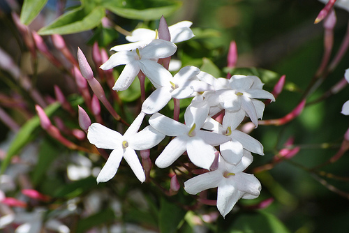 この香りも届けばいいのにな