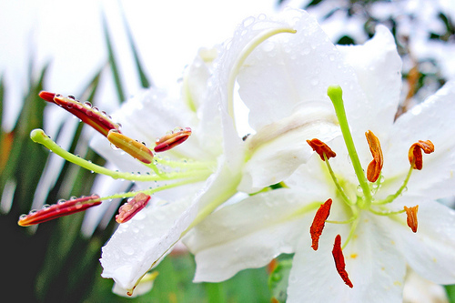 百合の花で満たして